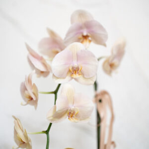 Champagne Phalaenopsis Orchid Pot - Image 3