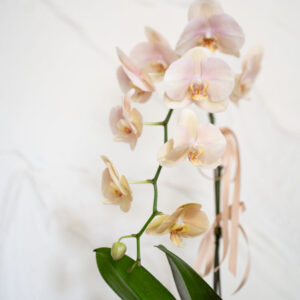 Champagne Phalaenopsis Orchid Pot - Image 4