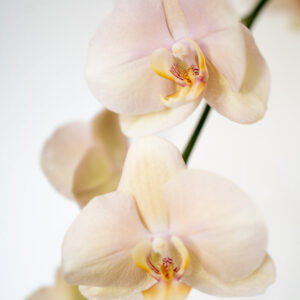 Champagne Phalaenopsis Orchid Pot - Image 5