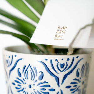 Champagne Phalaenopsis Orchid Pot - Image 6