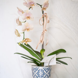 Champagne Phalaenopsis Orchid Pot - Image 2