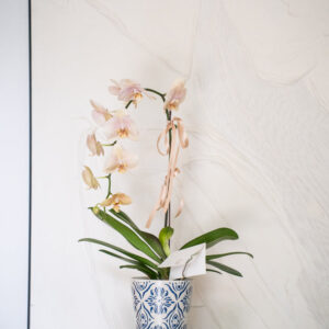 Champagne Phalaenopsis Orchid Pot - Image 7