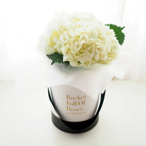 Hydrangea Bucket - White