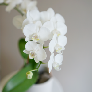 Modern Minimalist Pot - Image 3