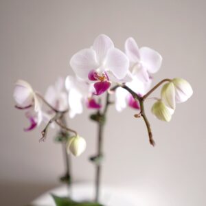 CNY Mini Phalaenopsis Potted Plant - Image 2