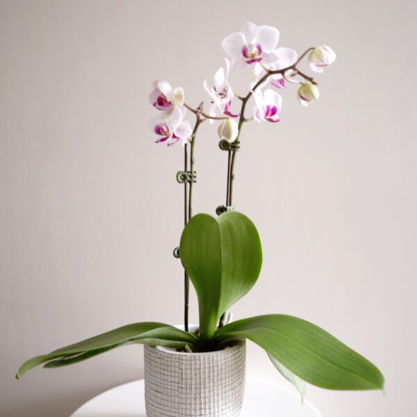 CNY Mini Phalaenopsis Potted Plant