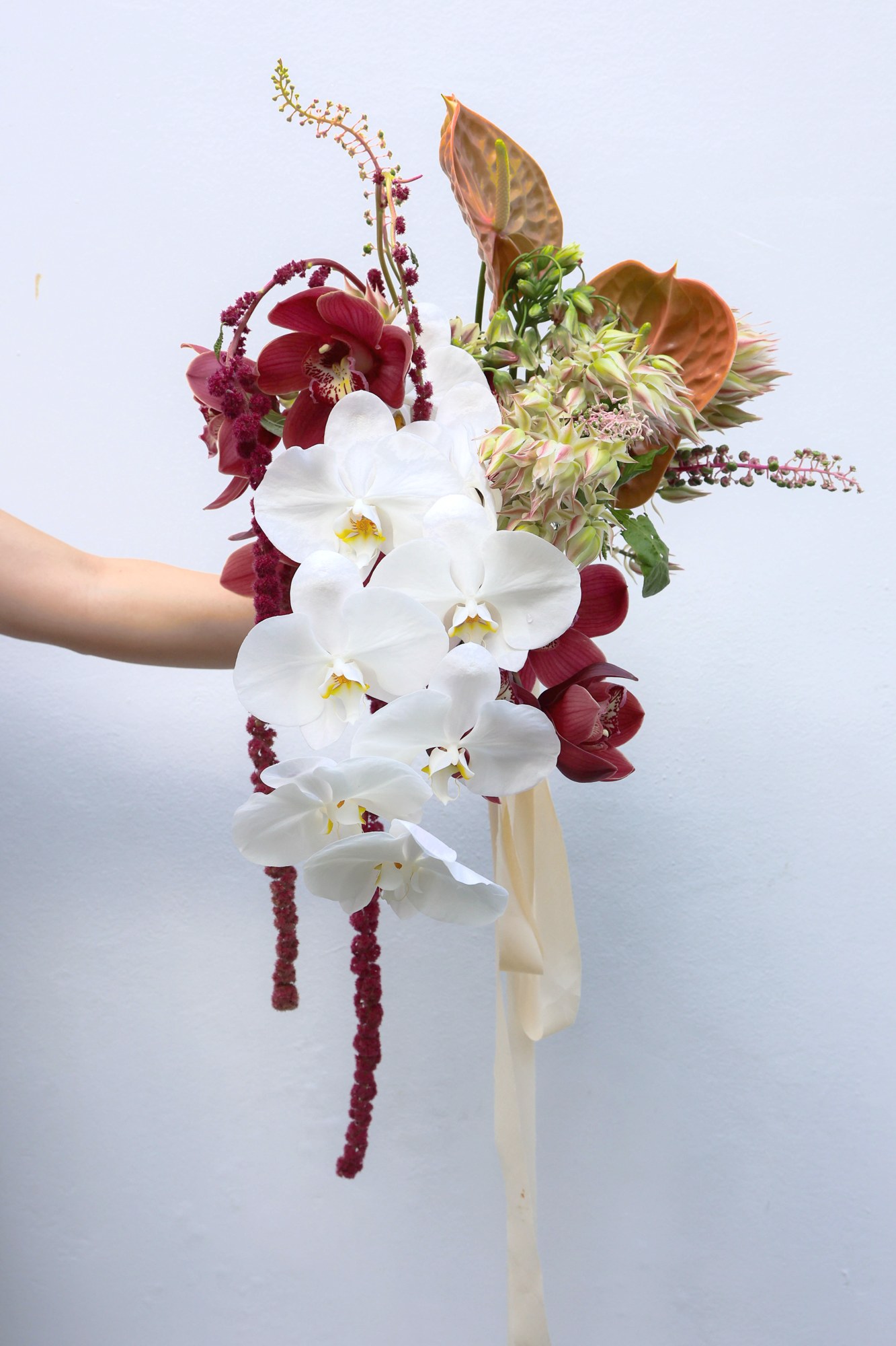 white orchids, wine cymbidium and hanging amaranthus on a clean white background