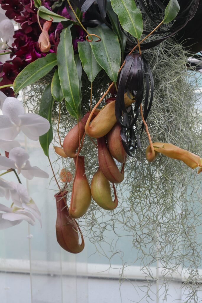 Close-up of Nepenthes (tropical pitcher plants) incorporated into a non-traditional floral arrangement with orchids and textured foliage at VUE Singapore.